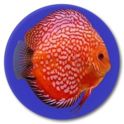 Red Stone Dragon Discus Fish - 2 inch